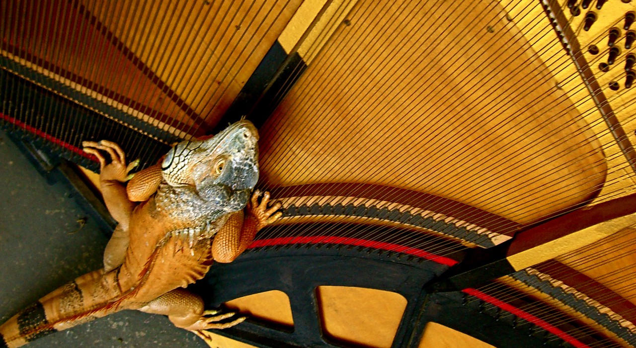 First slide - iguana